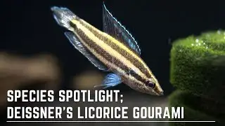 Species Spotlight - Deissners Licorice Gourami - How to Care for and Breed Parosphromenus Deissneri