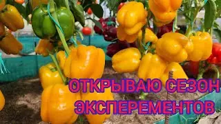 ПЕРВЫЙ ПОСЕВ НА РАННИЙ УРОЖАЙ ПЕРЦА, ТОМАТОВ, БОЛЬШОГО ЛУКА ЭКСИБИШЕН, ГЛОБО И ДРУГИЕ НЮАНСЫ.