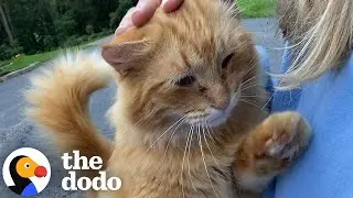 Couple Buys A Home That Comes With 16 Cats | The Dodo