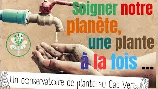 Un conservatoire de plantes au Cap Vert - Raphaël Colicci