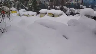 Зимовка 02 2022