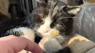 The Ultimate Cat Relaxation Experience