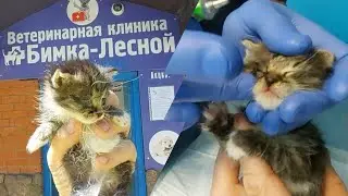 Гной в глазу у котёнка конъюнктивит что делать ? Мир не без добрых людей!