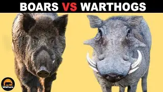 What Is The Difference Between Boars and Warthogs?