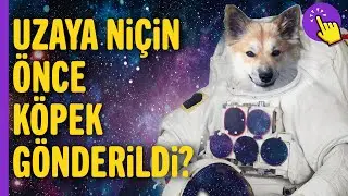 Uzaya Giden İlk Canlı, Köpek Laika! | Hayvanlar Alemi | Hayvan ve Köpek Videoları | Aklında Olsun