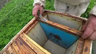 В отводок ставим первую рамку вощины. Где её ставить? Пасека Лаврова.