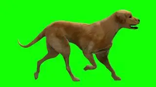 Dog Green screen video | Animal Green screen video | Dog Running in Green screen | Free copyright