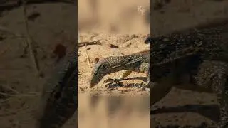 В дикой природе лучше надеяться только на себя