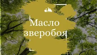 Масло зверобоя от многих болезней