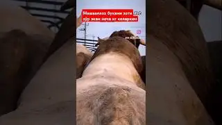 Бука бокиш сирлари