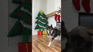 Will my dog find me disguised as a tree? 