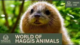 The Captivating World Of Wild Scottish Haggis Animals