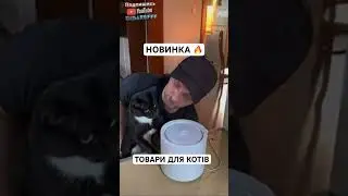 Ось такі товари для котів знайшов у Китаї на виставці 