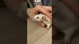 БАЛДЕЖНИК 🐀