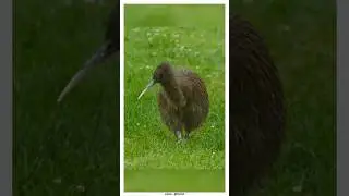 Киви словно с другой планеты