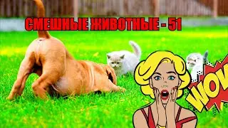 Funny Animals. Cats and dogs and others animals. Смешные животные - 51. Приколы с котами и собаками.
