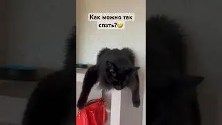 Кот Бегемот 