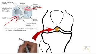 Knee Joint  -  Part 2 - ligaments and Menisci