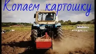 Трактор ЮМЗ копает картошку Польская картофелекопалка tractor digs potatoes  