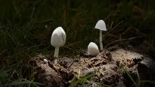 Mushrooms creative lighting.