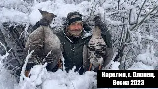 Охота на гуся. Карелия, г. Олонец, весна 2023.