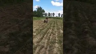 МТЗ мотоблок работа На НЕМ!!!!!!