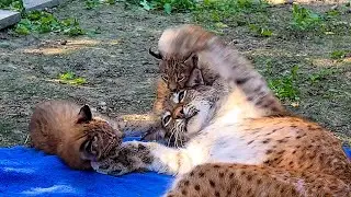 LYNX plays with kittens / The male sand cat was found!