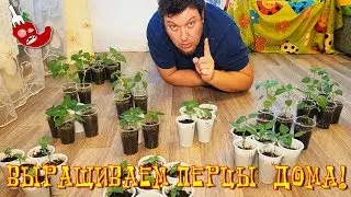 Суперхоты сезона 2018, пересадка в горшки и куча рассады!!! Перец чили дома - это круто!