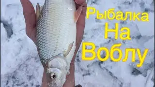 РЫБАЛКА В ГЛУХОЗИМИЕ , КАПЧАГАЙ , ЗИМНЯЯ РЫБАЛКА !!!!!