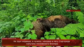 Не труп медведя, а чучело: находка в лесу Садгорода напугала московского блогера