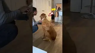 Momen indah ketika anjing ini mendapatkan teman baru