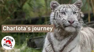 Rescued White Tiger Cub Finds New Home at Wild Animal Sanctuary | FOUR PAWS USA