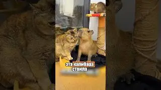 Капибара за 10 000$ и бесплатная кошка 😅🐈 #милыеживотные #животные