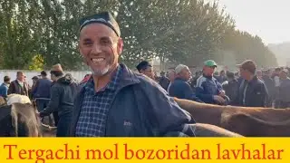 Tergachi mol bozori semiz boqma va yosh buqalar narhlari bilan tanishing 11.10.2024yil