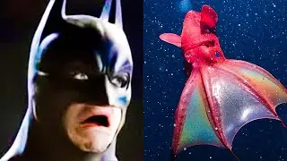 Animals That God Accidentally Spawned (PART 2)