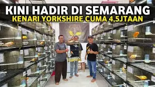 PUSAT KENARI IMPORT SEMARANG‼️GALERI KENARI TERBARU KINI HADIR DI SEMARANG