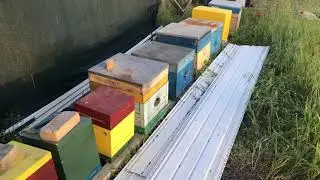 Пасека может лечь за неделю до белой акации если рядом виноградник?