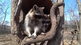Американские еноты, чуть не утащили нашу камеру