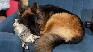 Needy Kitten Wakes Sleeping German Shepherd For Midnight Cuddles