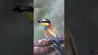 Как щурка убивает пчелу 
