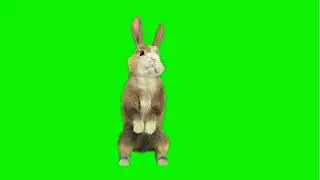 Hare, rabbit 🐰 | green screen | footage | Animation | Download | №319