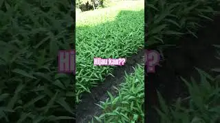 Sayuran hijau daun