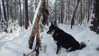 Моя Лайка ВСЛ. Работа по дичи в тайге, дипломы, медали.