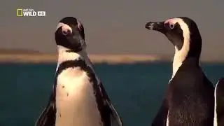 Nat Geo Wild Wild Africa - NationalGeographic Documentary