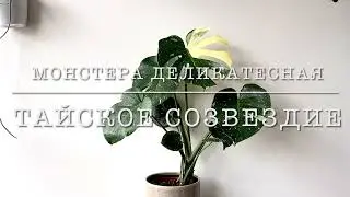 МОНСТЕРА ДЕЛИКАТЕСНАЯ ТАЙСКОЕ СОЗВЕЗДИЕ [Краткий Видео Обзор]