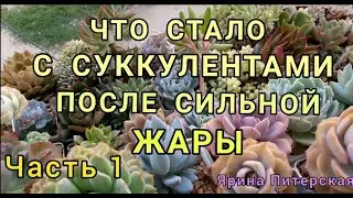 Что стало с суккулентами после сильной жары.Окрас и гибель растений. Часть 1.