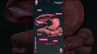 The Remarkable Digestive System ✨