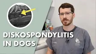 Discospondylitis in Dogs: Symptoms, Causes, Diagnosis and Treatment