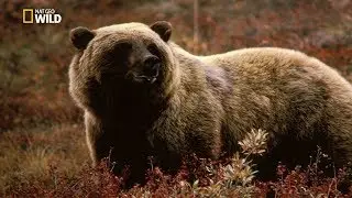 National Geographic Documentary - Grizzly Bear - New Documentary HD 2018