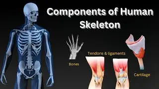 Parts Of The Human Skeleton EXPLAINED: Bones, Cartilage, And Tendons!